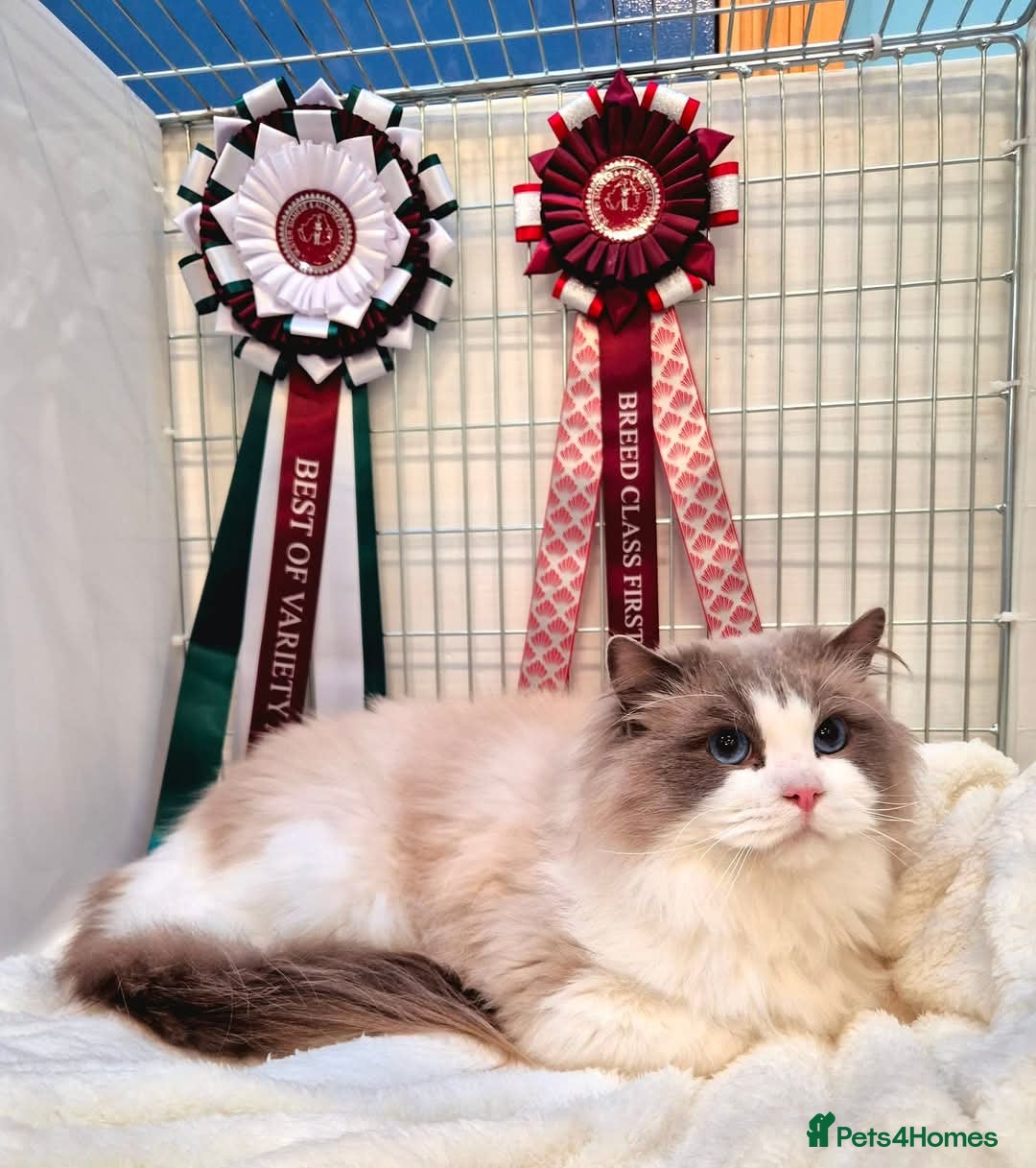 Ragdoll cats for sale: Ragdoll male kitten gccf active - Advert 13