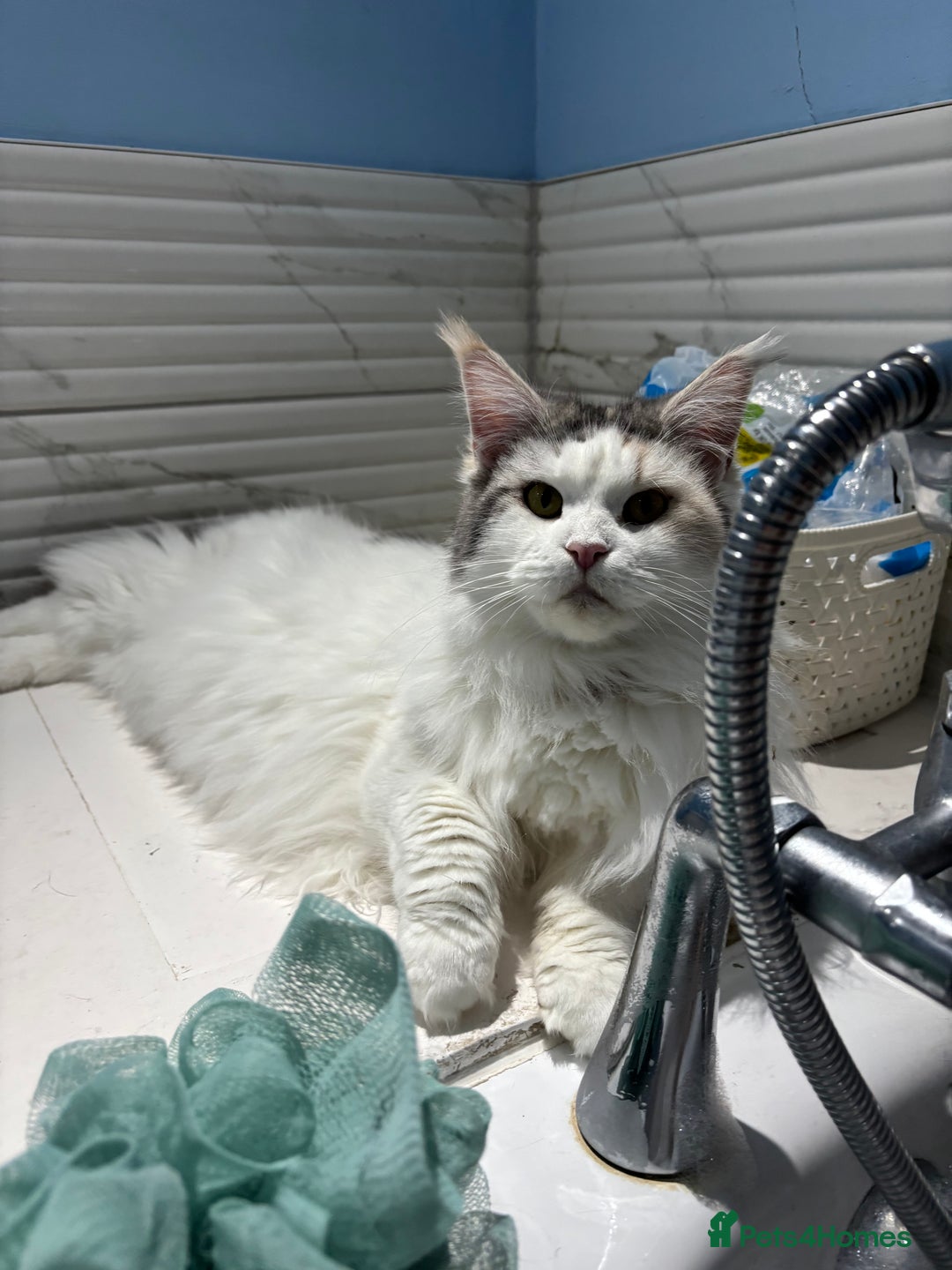 Mixed Breed cats for sale: Kittens stunning Mainecoon cross babies 🐈❤️ - Advert 19