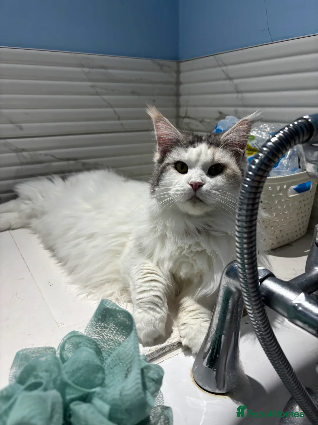 Mixed Breed cats for sale: Kittens 2brothers left READYTODAY Mainecoon x 🐈 - Advert 10