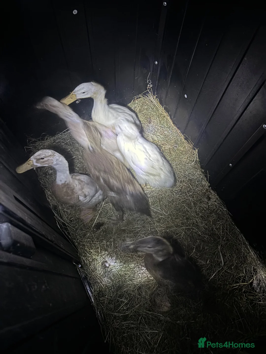Ducks poultry for sale: Indian runner ducks  in Stoke-on-Trent - Advert 2