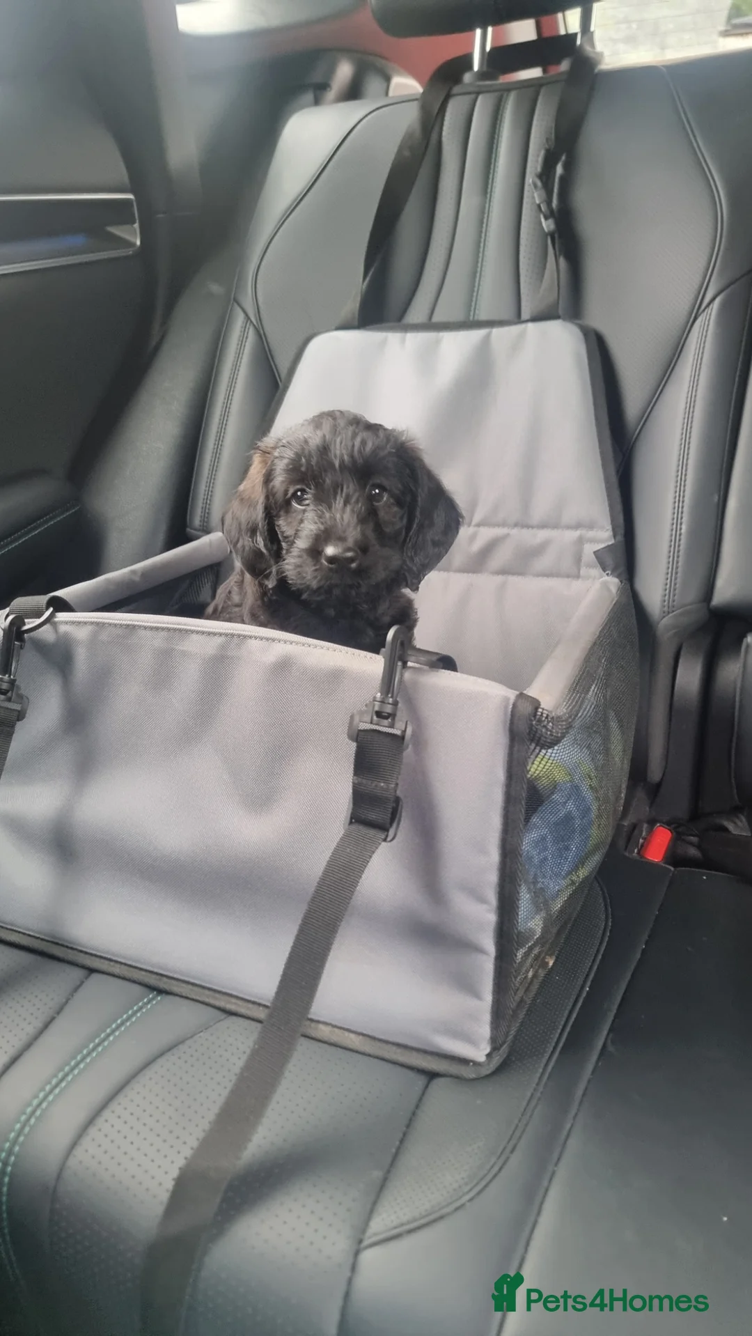 Labradoodle dogs for sale: Wonderful labradoodle puppies - Advert 2