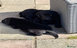 Labrador Retriever dogs for sale: Lovely unexpected litter of Labs - Image 1