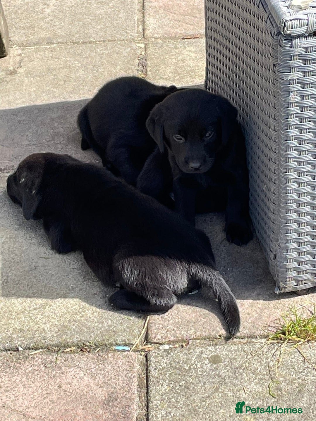 Labrador Retriever dogs for sale: Lovely unexpected litter of Labs - Image 1