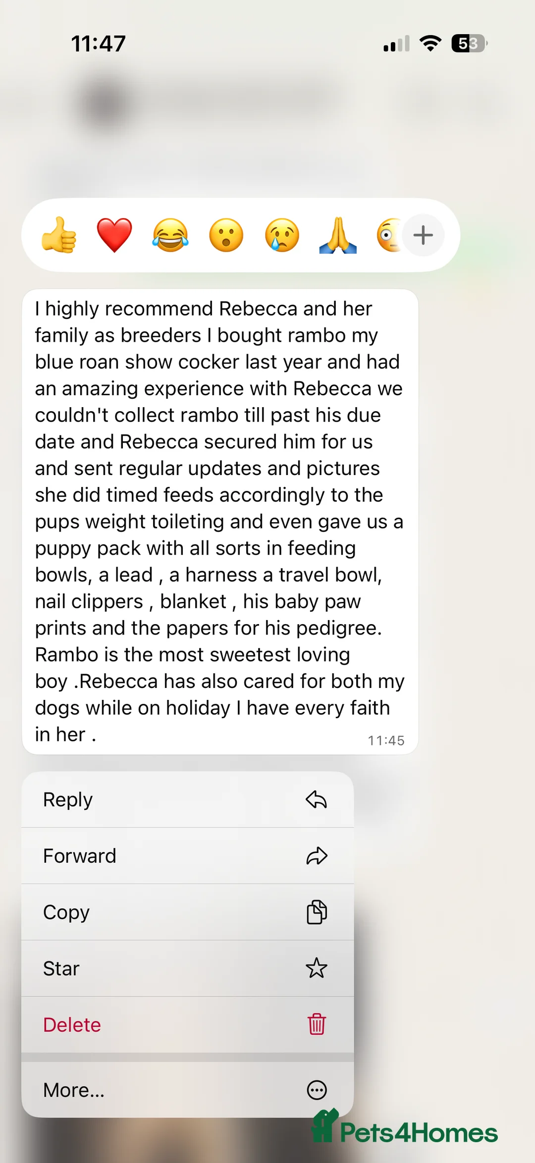 Cocker Spaniel dogs for sale: Showtype Cocker spaniel pups KC registered  - Advert 23