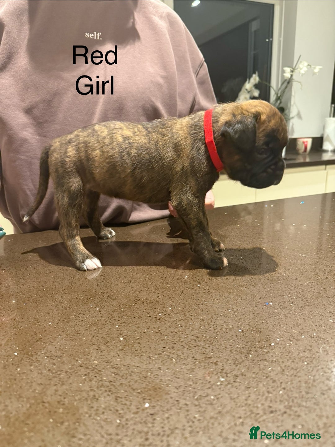 Boxer dogs for sale: Boxer Puppies  - Advert 5