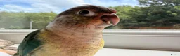 Conures birds for sale: Ready Now: Hand-Reared Baby Conures - Advert 6