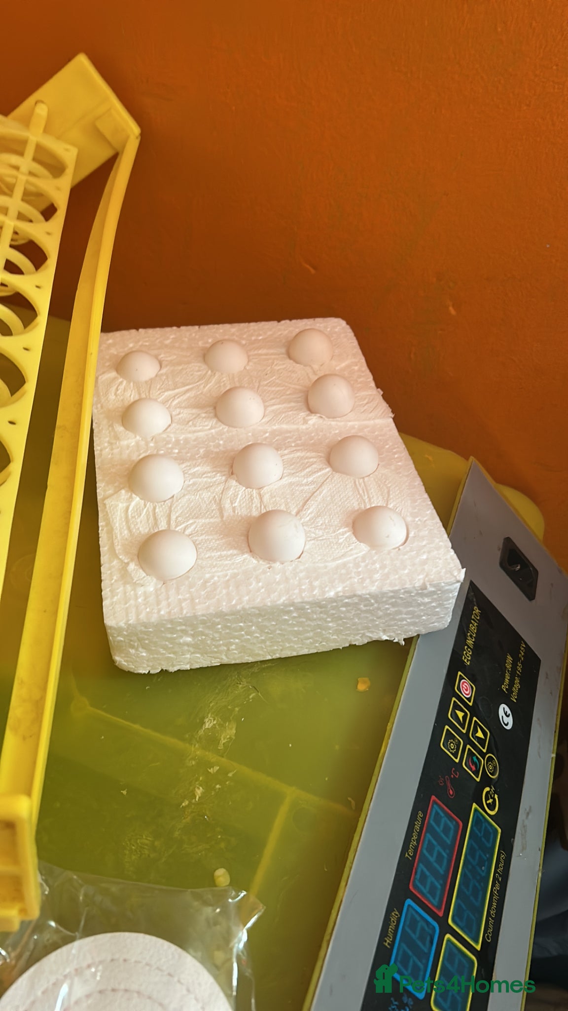 Chickens poultry Quails or quail hatching eggs wanted  - Advert 15