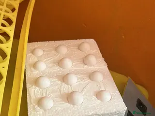 Chickens poultry Quails or quail hatching eggs wanted - Advert 15