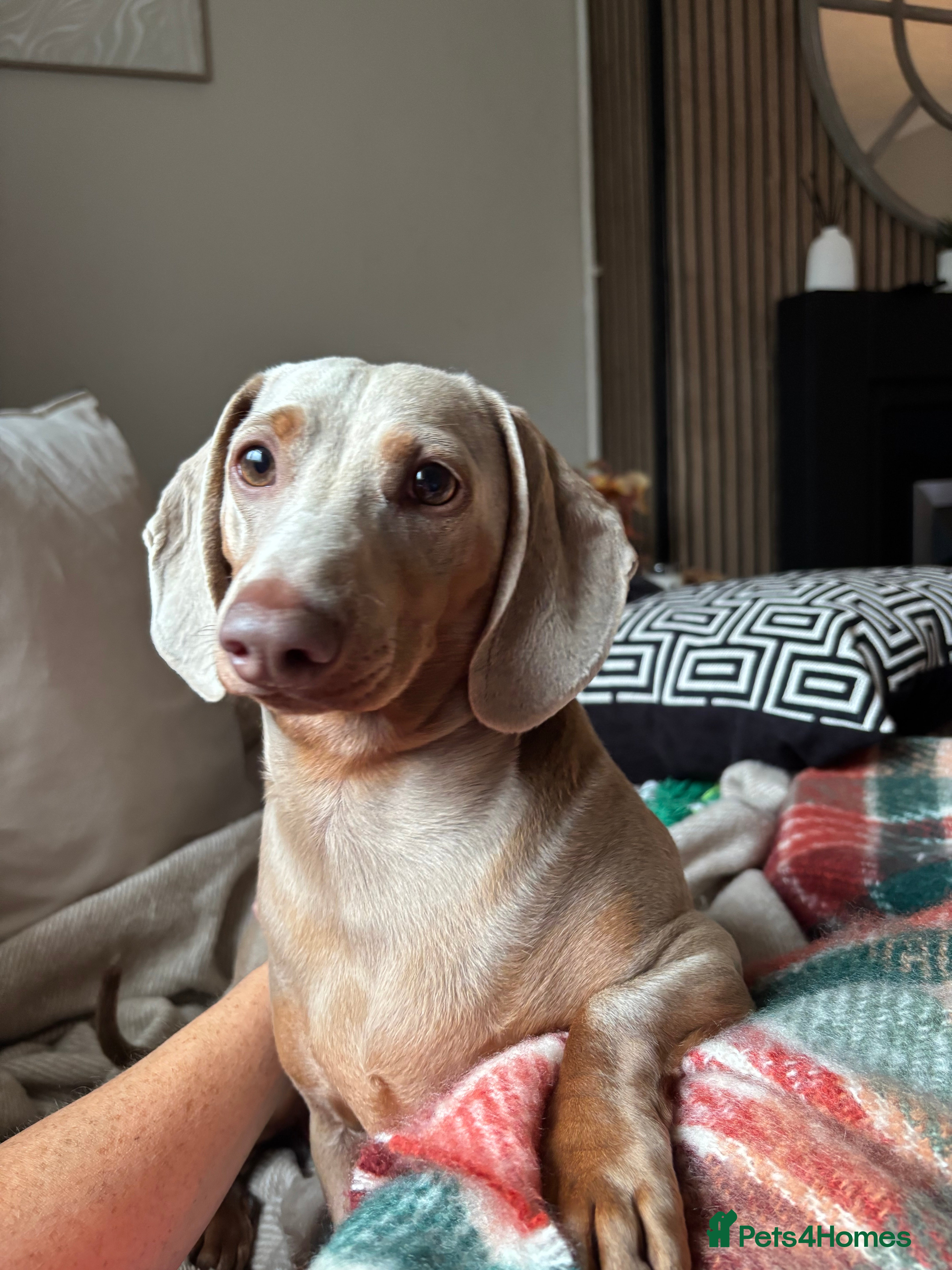 Miniature Dachshund dogs Digga - Advert 14