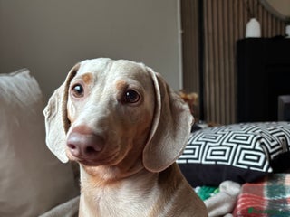 Miniature Dachshund dogs for sale: Digga - Advert 1