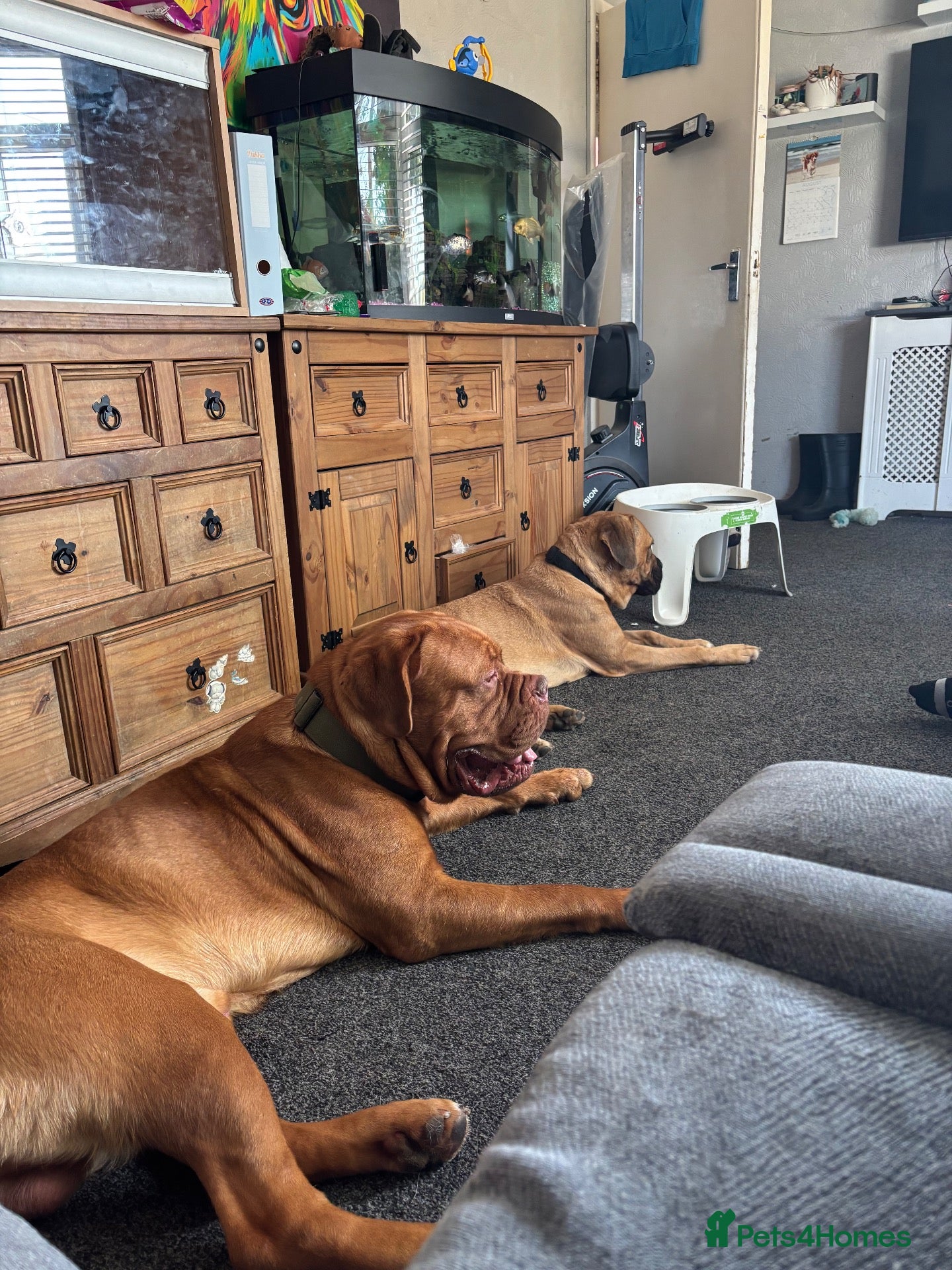 Mixed Breed dogs Dogue de Bordeaux cross cane corso pups due soon  - Advert 9