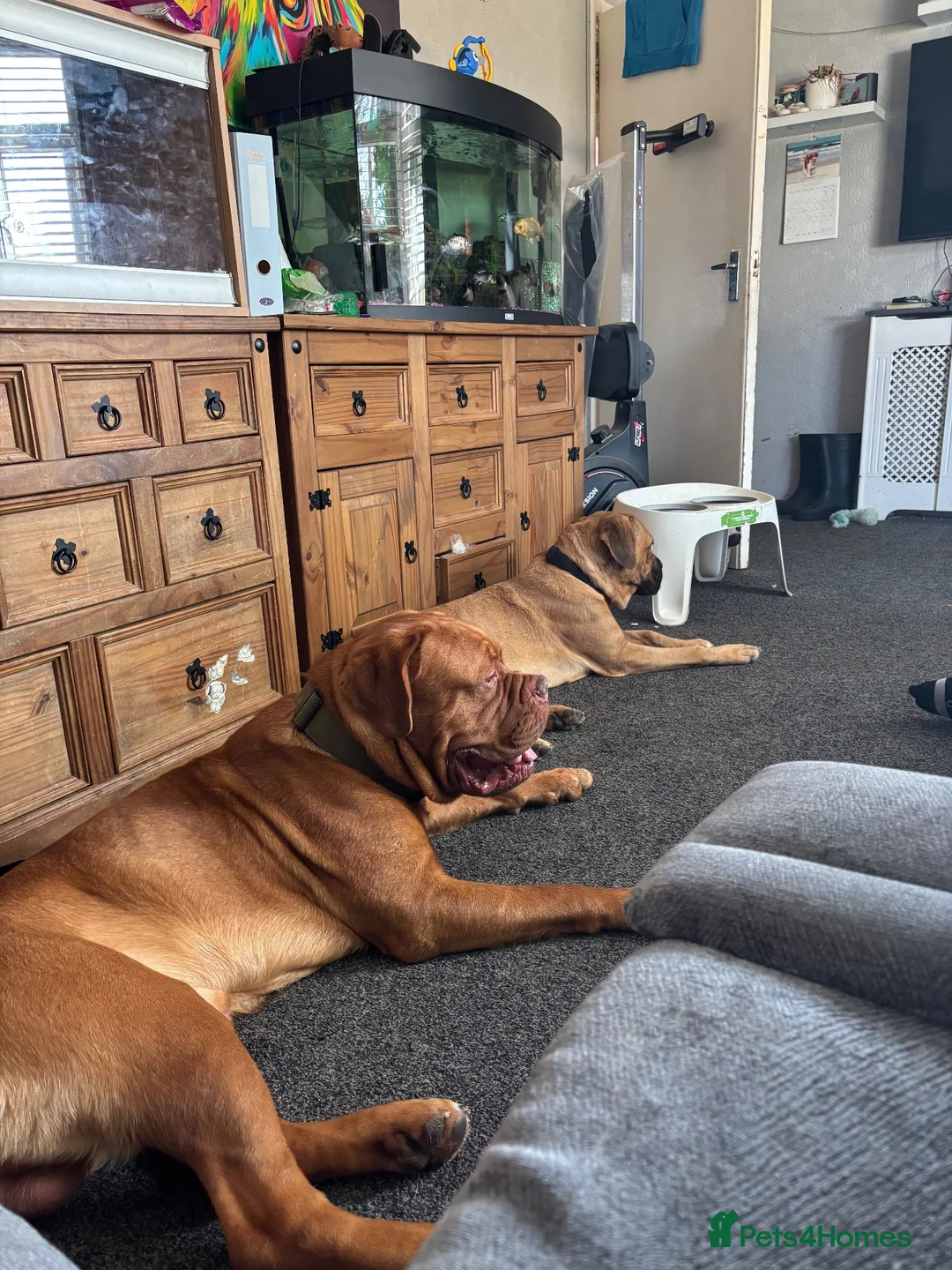 Mixed Breed dogs for sale: Dogue de Bordeaux cross cane corso pups due soon  - Advert 1