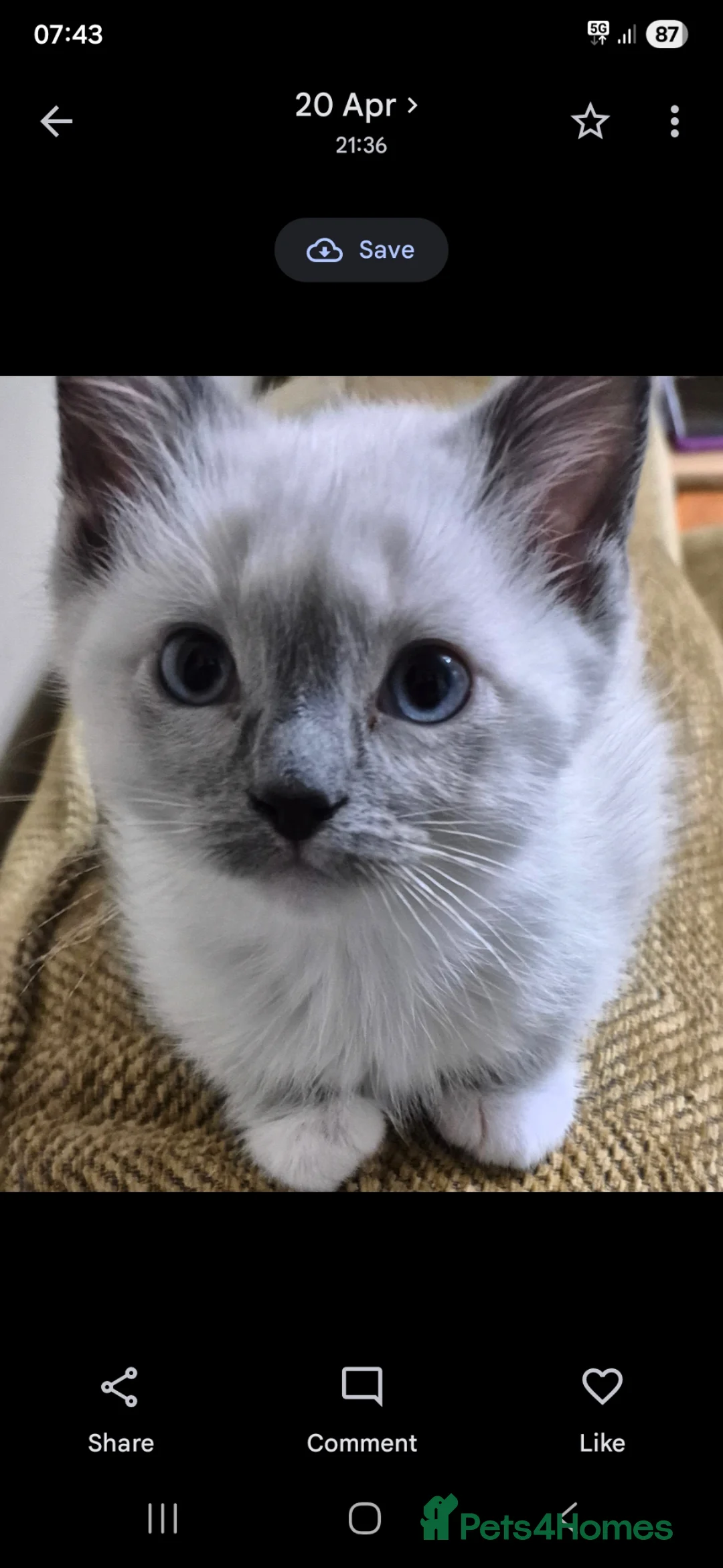 Ragdoll cats for sale: Ragdoll Siblings - Advert 2