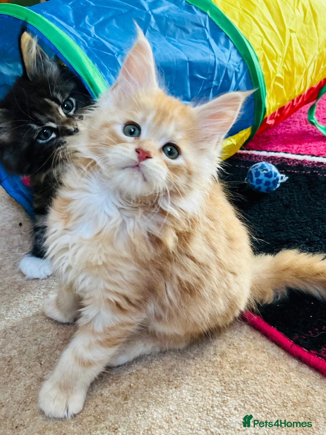 Maine Coon cats for sale: TICA registered, pedigree maine coon kittens  - Image 8