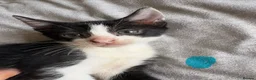 Mixed Breed cats for sale: 6 playful kittens  in New Milton - Advert 2
