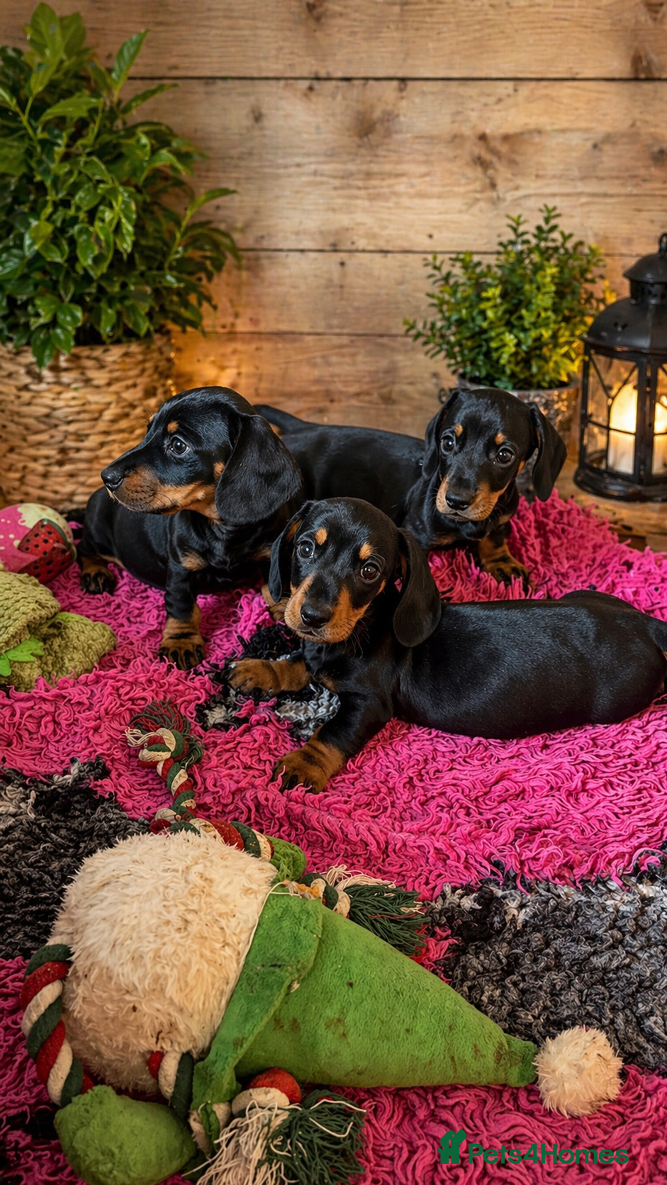 Miniature Dachshund dogs 2 Black & Tan girls available 5 star licenced - Advert 2