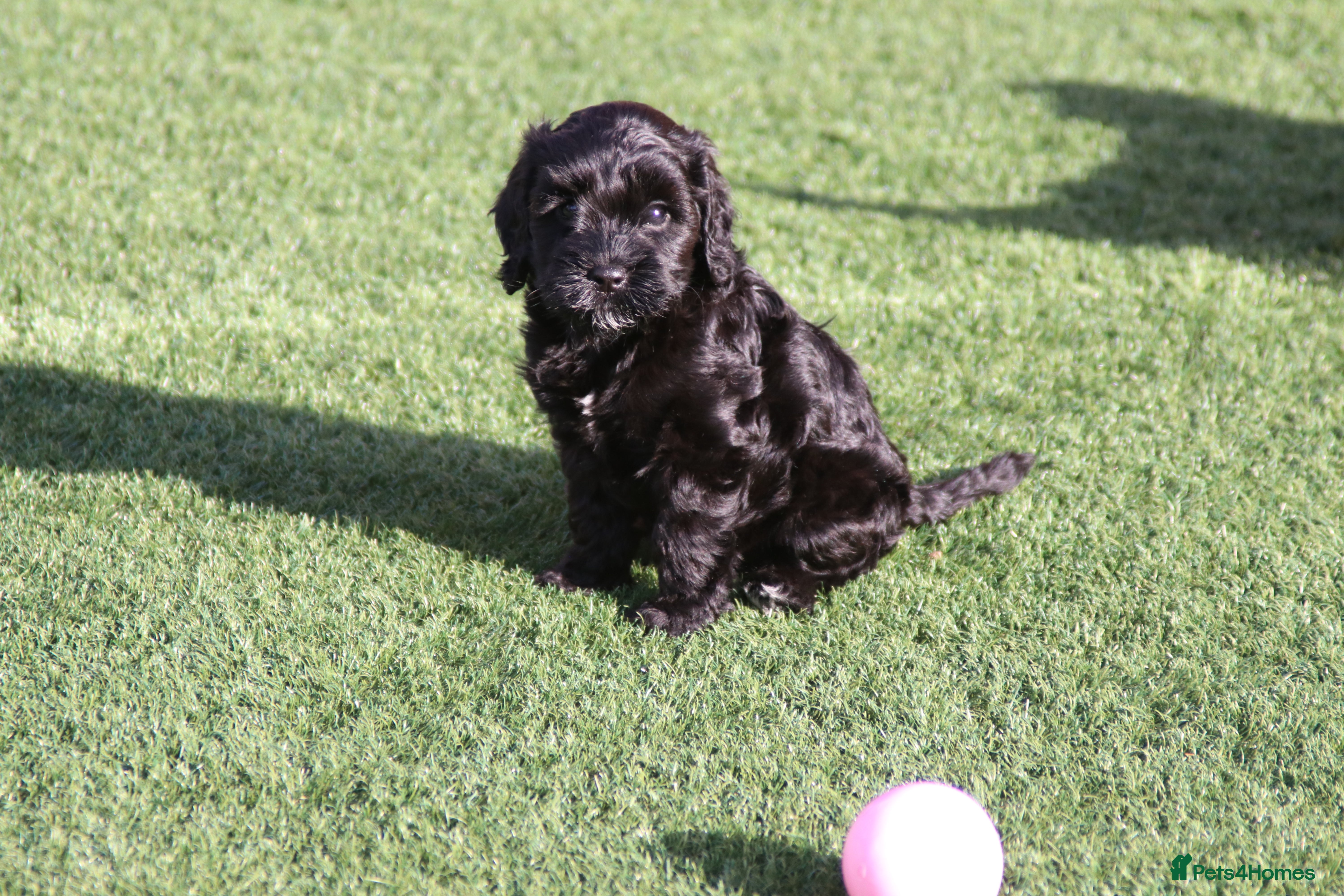 Cockapoo dogs Our gorgeous cockapoo puppies. - Advert 1