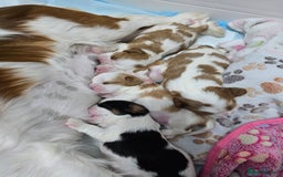 Cavalier King Charles Spaniel dogs for sale: Fully health tested included MRI scan  - Image 17