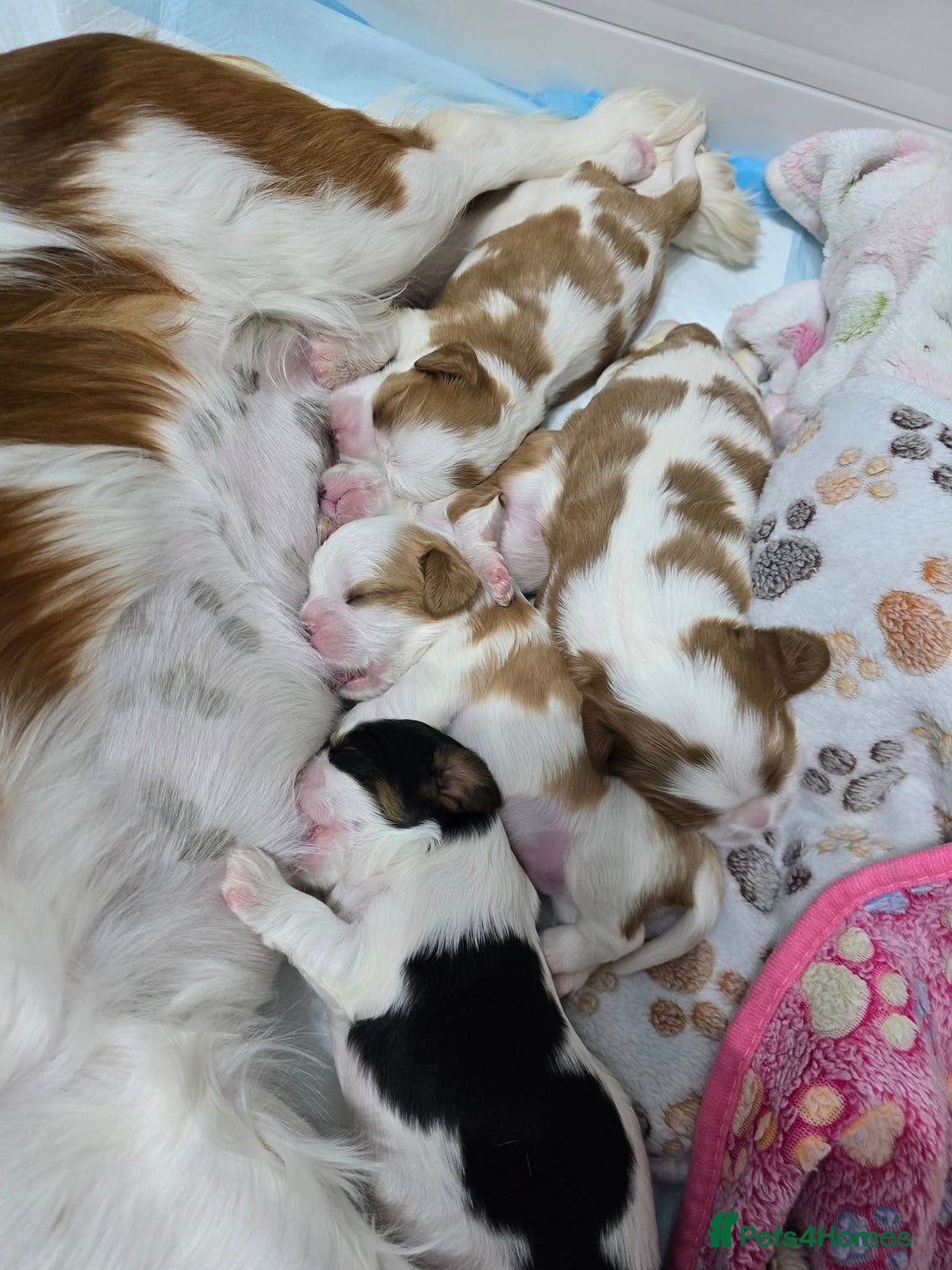 Cavalier King Charles Spaniel dogs for sale: Fully health tested included MRI scan  - Image 17