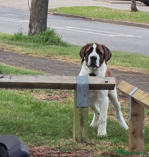 Saint Bernard dogs Saint Bernard puppy - Advert 14