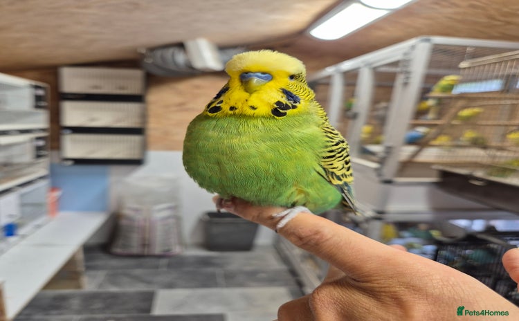 Budgerigars birds - Advert 4