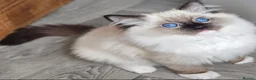 Ragdoll cats for sale: Majestic boy ❤️ - Advert 9