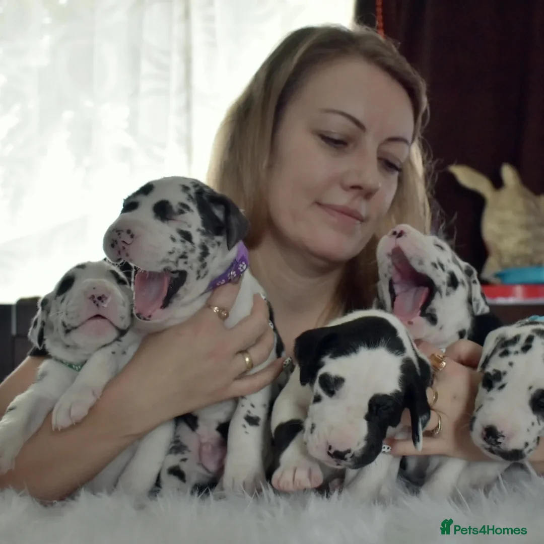 Great Dane dogs for stud: OPEN FOR STUD Stunning Apollo in Bathgate - Advert 17