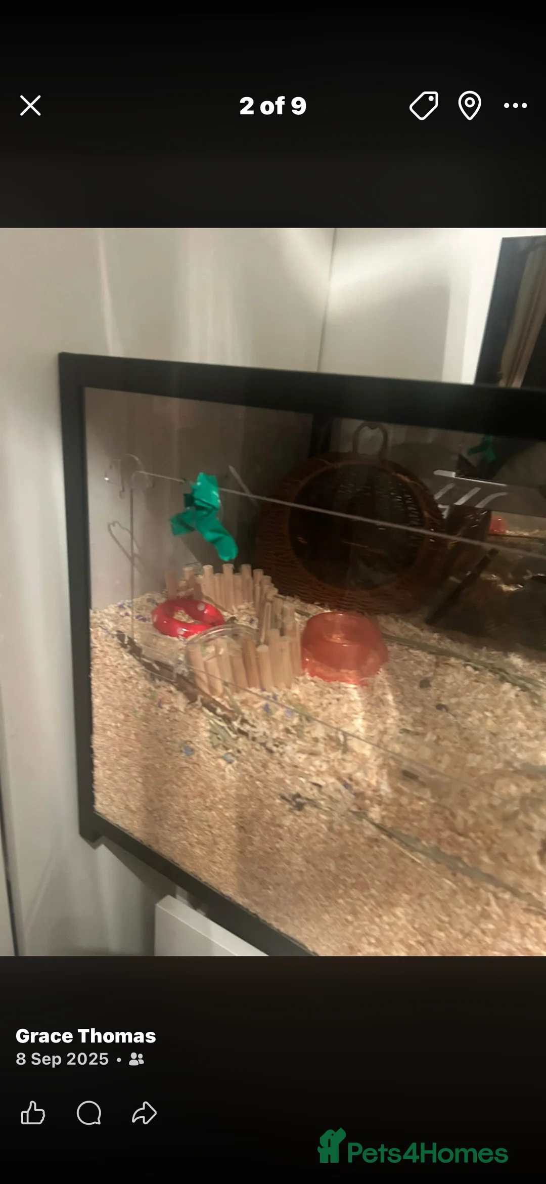 Hamster rodents for sale: Rocky looking for new home  - Advert 3