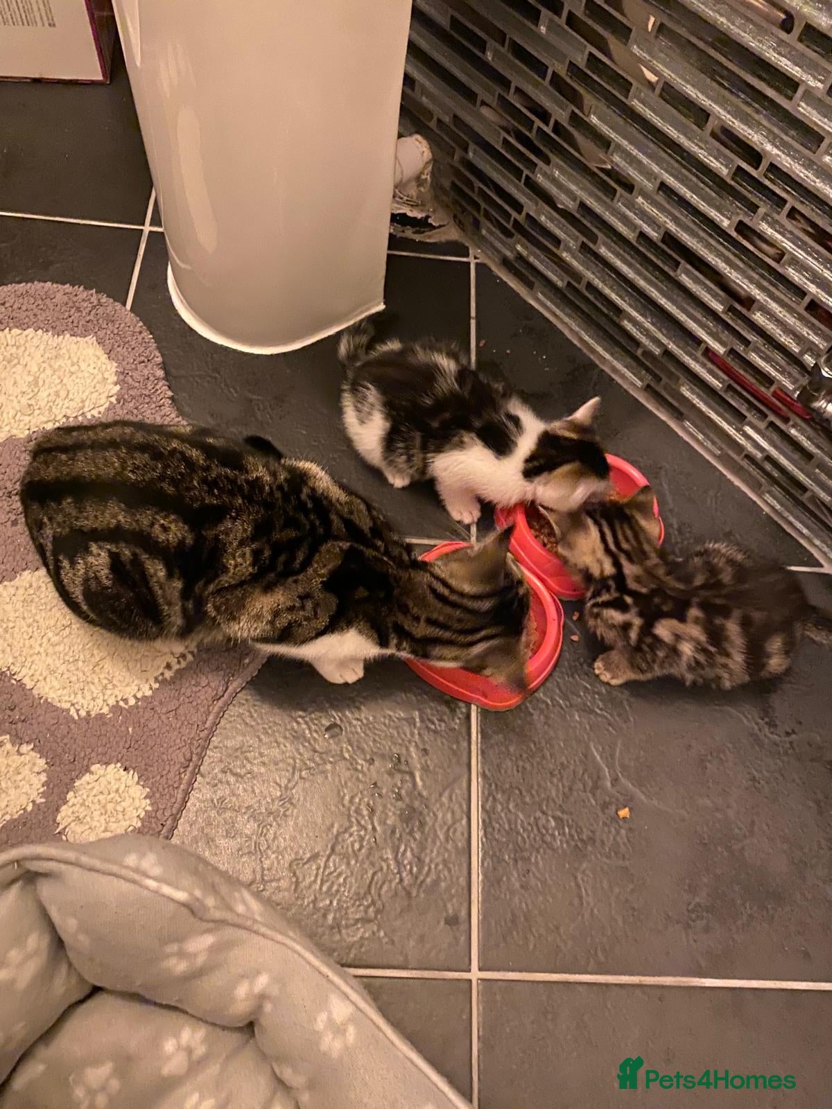 Mixed Breed cats Two beautiful kittens - Advert 2