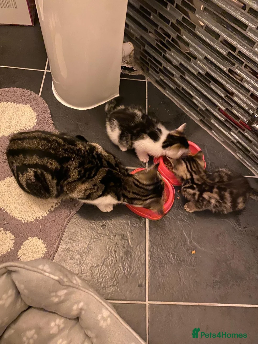 Mixed Breed cats for sale: Two beautiful kittens - Advert 2
