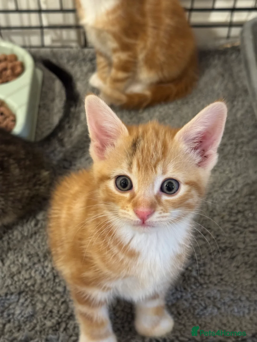 American Shorthair cats for sale: Beautiful Rare GingerKittens Alonghair X BSH cross - Advert 22
