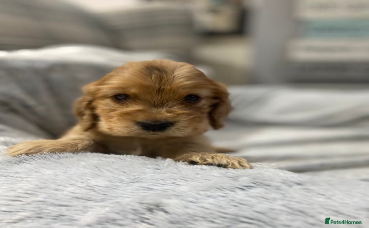 Cocker Spaniel dogs - Advert 8