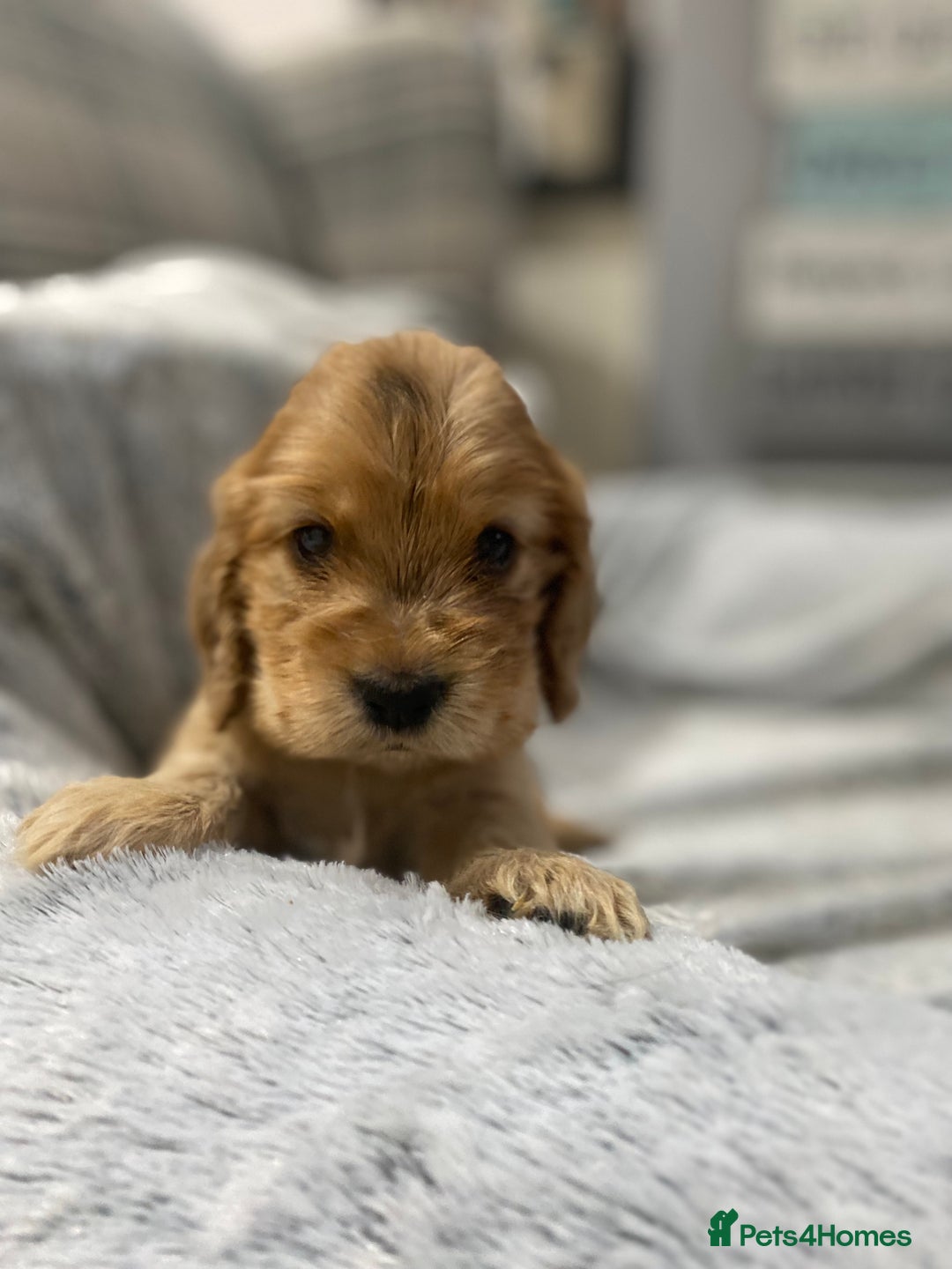 Cocker Spaniel dogs for sale: KC SHOW TYPE COCKER REGISTERED - Advert 14