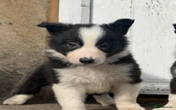 Border Collie dogs for sale: Border collie pups  - Image 32