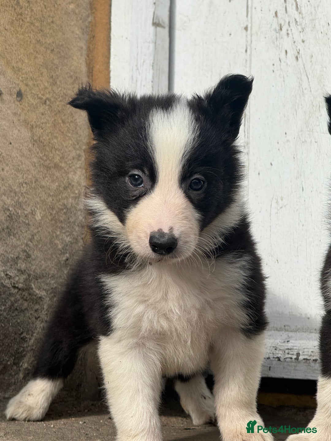 Border Collie dogs for sale: Border collie pups  - Image 32