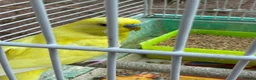 Budgerigars birds for sale: Budgies for sale in Norbury - Advert 7