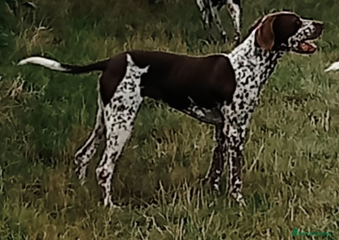 Mixed Breed dogs for sale: Rare original Fenlander puppies  - Advert 10