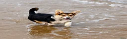 Welsh Corgi Pembroke dogs for sale: Hand reared Pembroke Corgis in Tenby - Advert 11