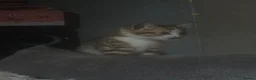 Mixed Breed cats for sale: 2 bengal x tabby beautiful girls - Advert 2