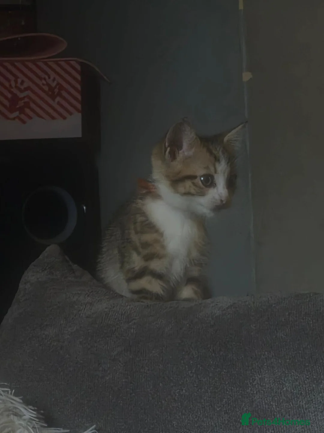 Mixed Breed cats for sale: 2 bengal x tabby beautiful girls - Advert 2
