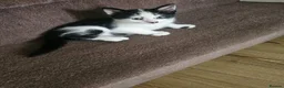 Mixed Breed cats for sale:  2 adorable kittens are looking for a ne  in Orpington - Advert 7