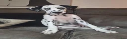 Dalmatian dogs for sale: Dalmatian  in Reading - Advert 4