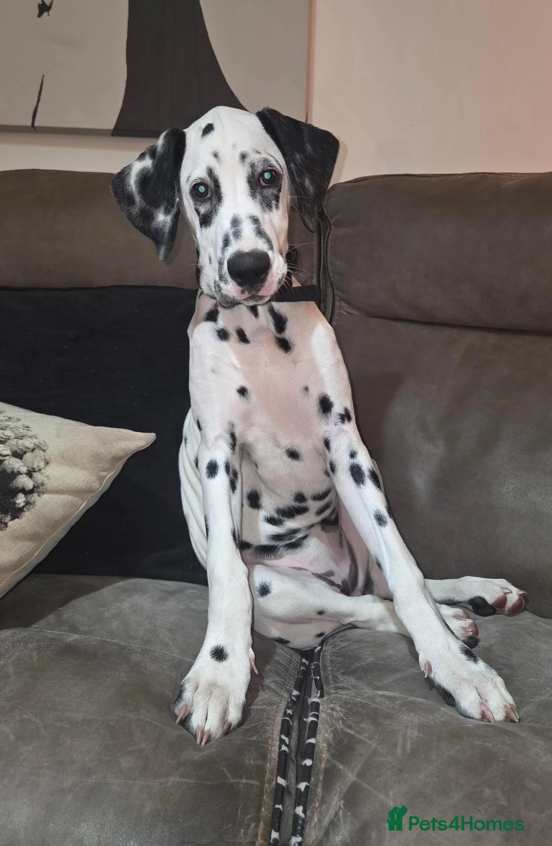 Dalmatian dogs for sale: Dalmatian  in Reading - Advert 4