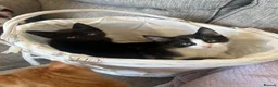 Domestic Shorthair cats for sale: Smartie black and white 15 week old male kitten  in Hitchin - Advert 5