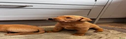Labrador Retriever dogs for sale: Fox Red Labrador Puppies  - Advert 4
