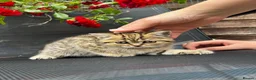 Scottish Fold cats for sale: 🥰Purebred Scottish fold looking for a home ❤️🐾 - Advert 16