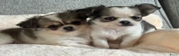 Pomchi dogs for sale: Beautiful female pomchi - Advert 20