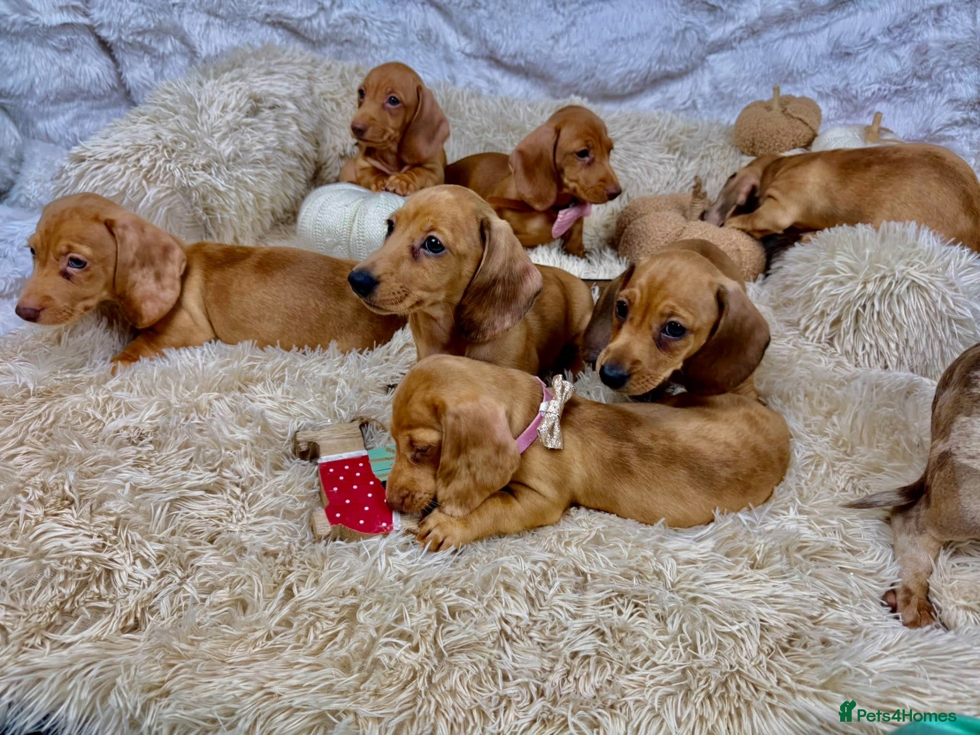 Dachshund dogs for sale: HIGH QUALITY MINIATURE DACHSHUND PUPPIES - Advert 2