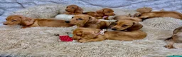 Dachshund dogs for sale: HIGH QUALITY MINIATURE DACHSHUND PUPPIES - Advert 2
