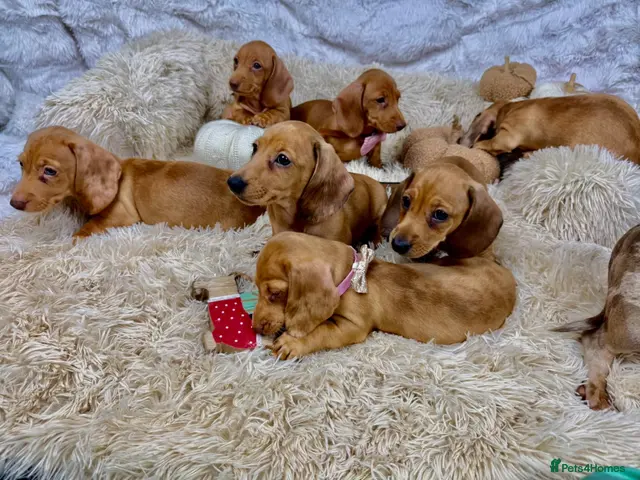 Dachshund dogs for sale: HIGH QUALITY MINIATURE DACHSHUND PUPPIES - Advert 1